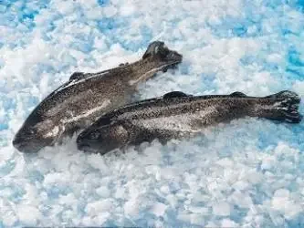 2 Truites Vidées À Chair Rose