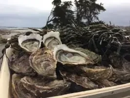 2 x Bourriches d‘huîtres creuses de Paimpol – 100N°2