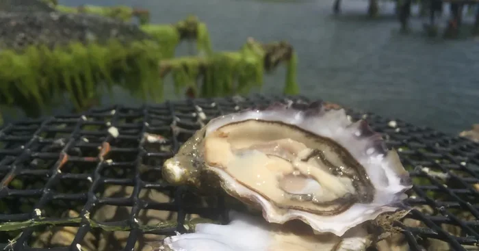 24 Huîtres Spéciales « fleur De Lys »