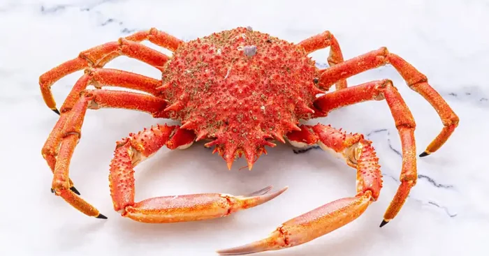 Araignée de mer cuite – 2kg
