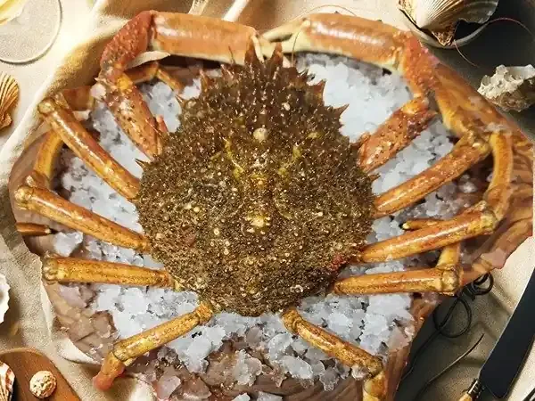 Araignée de Mer Vivante 1kg-1,2kg