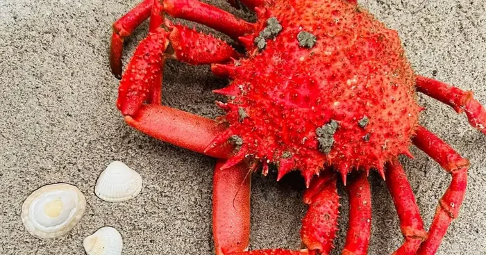 Araignées cuites Males 1kg/1kg2