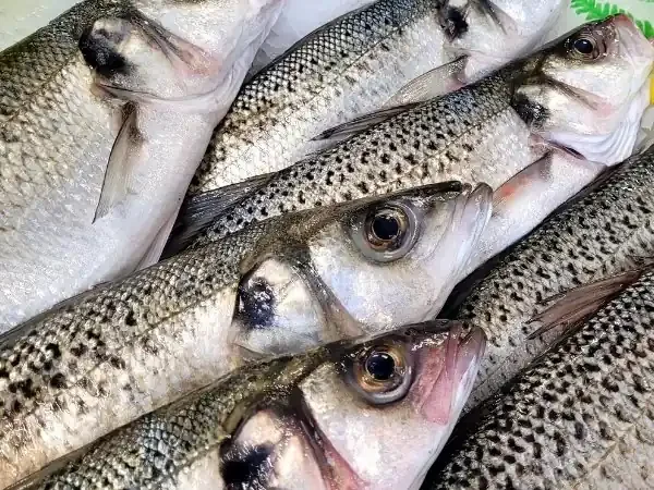 Bar Moucheté 800g – 1kg – Vidé