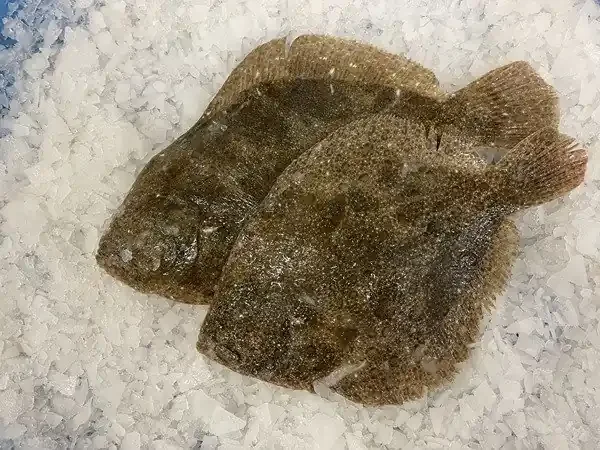 Barbue sans tête plus de 1kg