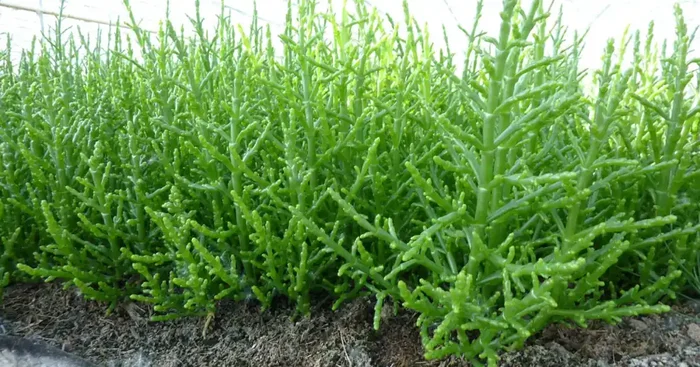 [caisse 1kg] Salicorne Fraiche De Culture