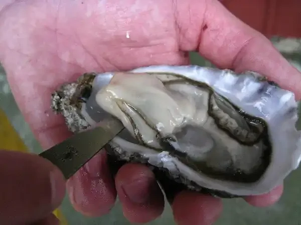 Huîtres Spéciales No.2 de Normandie Demoiselles D‘agon© – 48 Pièces