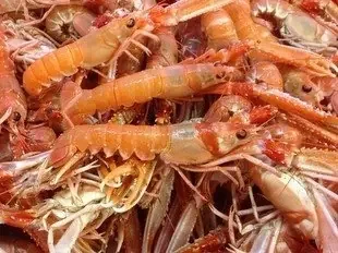 Langoustine Vivante petite – 1kg