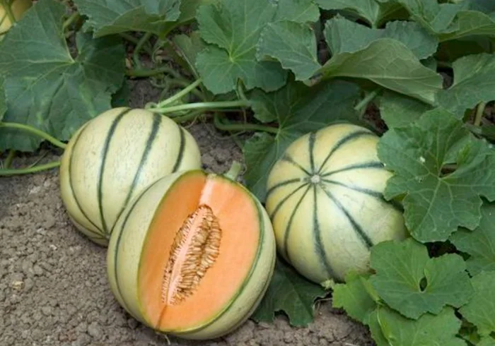 MELON CHARENTAIS ( 2 pieces )