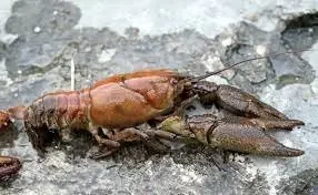 (OFFRE PRO RESERVEE) 10kg écrevisses françaises