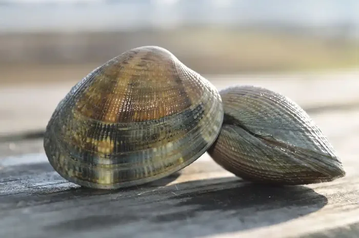 Palourdes Japonaise – 2 kg