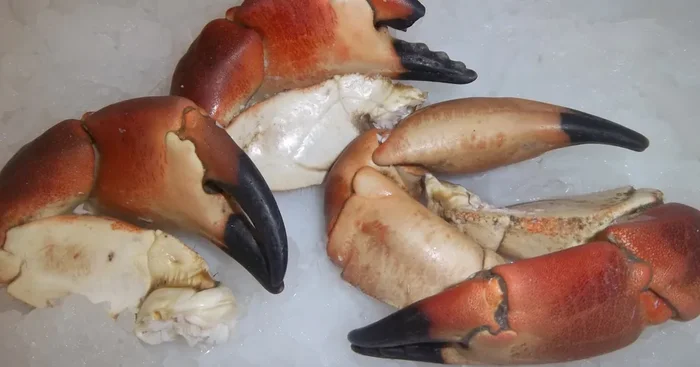 Pinces de tourteaux cuites – 1kg