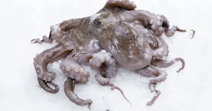 Poulpe entier – pièce de 5kg