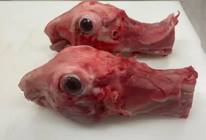 Tête et cou de lapin X 2